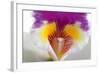 Cattleya Ibrid 2-Fabio Petroni-Framed Photographic Print