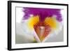 Cattleya Ibrid 2-Fabio Petroni-Framed Photographic Print