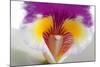 Cattleya Ibrid 2-Fabio Petroni-Mounted Photographic Print