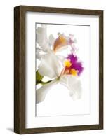 Cattleya Ibrid 3-Fabio Petroni-Framed Photographic Print