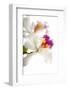 Cattleya Ibrid 3-Fabio Petroni-Framed Photographic Print