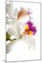 Cattleya Ibrid 3-Fabio Petroni-Mounted Photographic Print