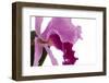 Cattleya Ibrid4-Fabio Petroni-Framed Photographic Print