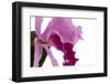 Cattleya Ibrid4-Fabio Petroni-Framed Photographic Print