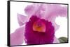 Cattleya Ibrid6-Fabio Petroni-Framed Stretched Canvas