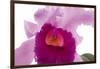 Cattleya Ibrid6-Fabio Petroni-Framed Photographic Print