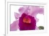 Cattleya Ibrid6-Fabio Petroni-Framed Photographic Print