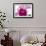 Cattleya Ibrid6-Fabio Petroni-Framed Photographic Print displayed on a wall