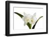 Cattleya Ibrid9-Fabio Petroni-Framed Photographic Print