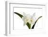 Cattleya Ibrid9-Fabio Petroni-Framed Photographic Print