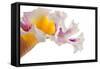 Cattleya Ibrid-Fabio Petroni-Framed Stretched Canvas