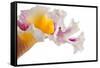 Cattleya Ibrid-Fabio Petroni-Framed Stretched Canvas