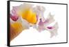 Cattleya Ibrid-Fabio Petroni-Framed Stretched Canvas