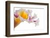 Cattleya Ibrid-Fabio Petroni-Framed Premium Photographic Print