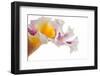 Cattleya Ibrid-Fabio Petroni-Framed Premium Photographic Print