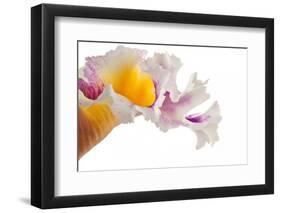 Cattleya Ibrid-Fabio Petroni-Framed Photographic Print