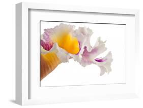 Cattleya Ibrid-Fabio Petroni-Framed Photographic Print