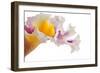 Cattleya Ibrid-Fabio Petroni-Framed Photographic Print