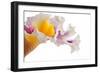 Cattleya Ibrid-Fabio Petroni-Framed Photographic Print