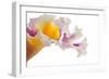 Cattleya Ibrid-Fabio Petroni-Framed Photographic Print