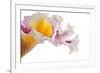 Cattleya Ibrid-Fabio Petroni-Framed Photographic Print