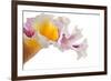 Cattleya Ibrid-Fabio Petroni-Framed Photographic Print