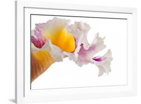 Cattleya Ibrid-Fabio Petroni-Framed Photographic Print