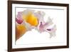 Cattleya Ibrid-Fabio Petroni-Framed Photographic Print