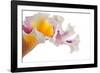 Cattleya Ibrid-Fabio Petroni-Framed Photographic Print