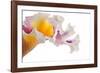 Cattleya Ibrid-Fabio Petroni-Framed Photographic Print