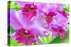 Cattleya Orchid-Island Leigh-Stretched Canvas