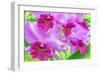 Cattleya Orchid-Island Leigh-Framed Photographic Print