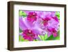 Cattleya Orchid-Island Leigh-Framed Photographic Print