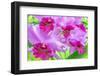 Cattleya Orchid-Island Leigh-Framed Photographic Print