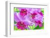 Cattleya Orchid-Island Leigh-Framed Photographic Print