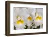 Cattleya orchid-Jim Engelbrecht-Framed Photographic Print