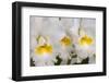 Cattleya orchid-Jim Engelbrecht-Framed Photographic Print