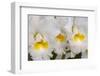 Cattleya orchid-Jim Engelbrecht-Framed Photographic Print