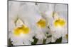 Cattleya orchid-Jim Engelbrecht-Mounted Photographic Print