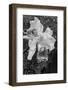 Cattleya orchid-Lisa Engelbrecht-Framed Photographic Print