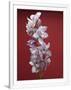 Gramercy White