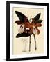 Cattleya Velutina-John Nugent Fitch-Framed Giclee Print