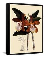 Cattleya Velutina-John Nugent Fitch-Framed Stretched Canvas