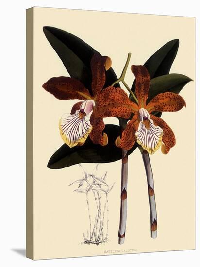 Cattleya Velutina-John Nugent Fitch-Stretched Canvas
