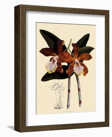 Cattleya Velutina-John Nugent Fitch-Framed Giclee Print