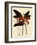 Cattleya Velutina-John Nugent Fitch-Framed Giclee Print