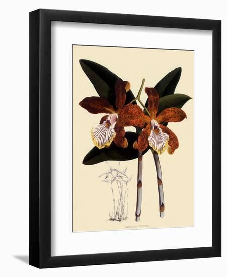 Cattleya Velutina-John Nugent Fitch-Framed Giclee Print