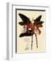 Cattleya Velutina-John Nugent Fitch-Framed Giclee Print