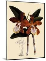 Cattleya Velutina-John Nugent Fitch-Mounted Giclee Print