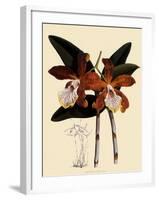 Cattleya Velutina-John Nugent Fitch-Framed Giclee Print